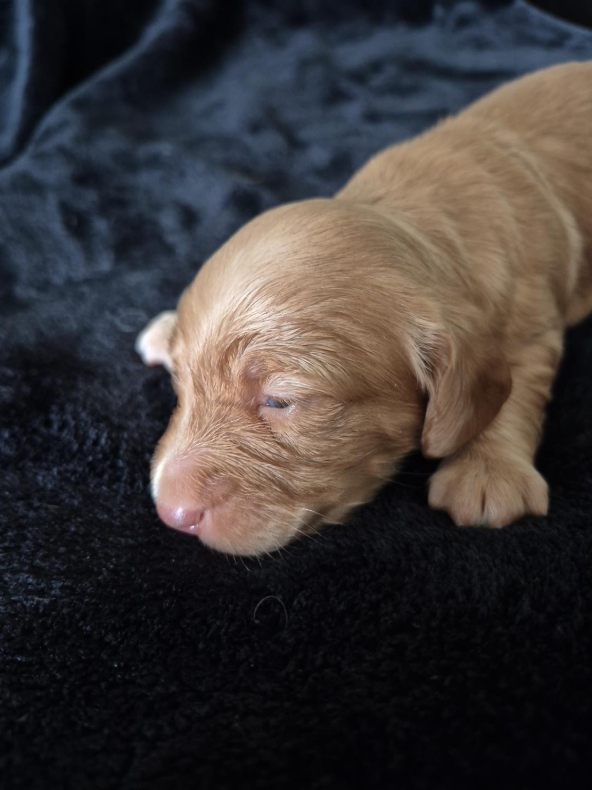 Chase at two weeks old