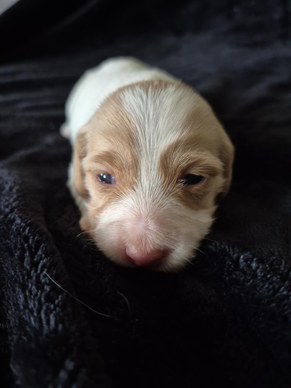 Chloe at two weeks old