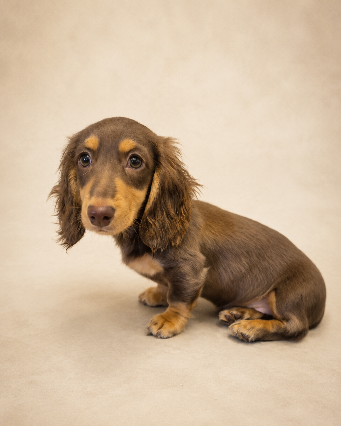 Rina, a chocolate and tan longhaired dachshund puppy