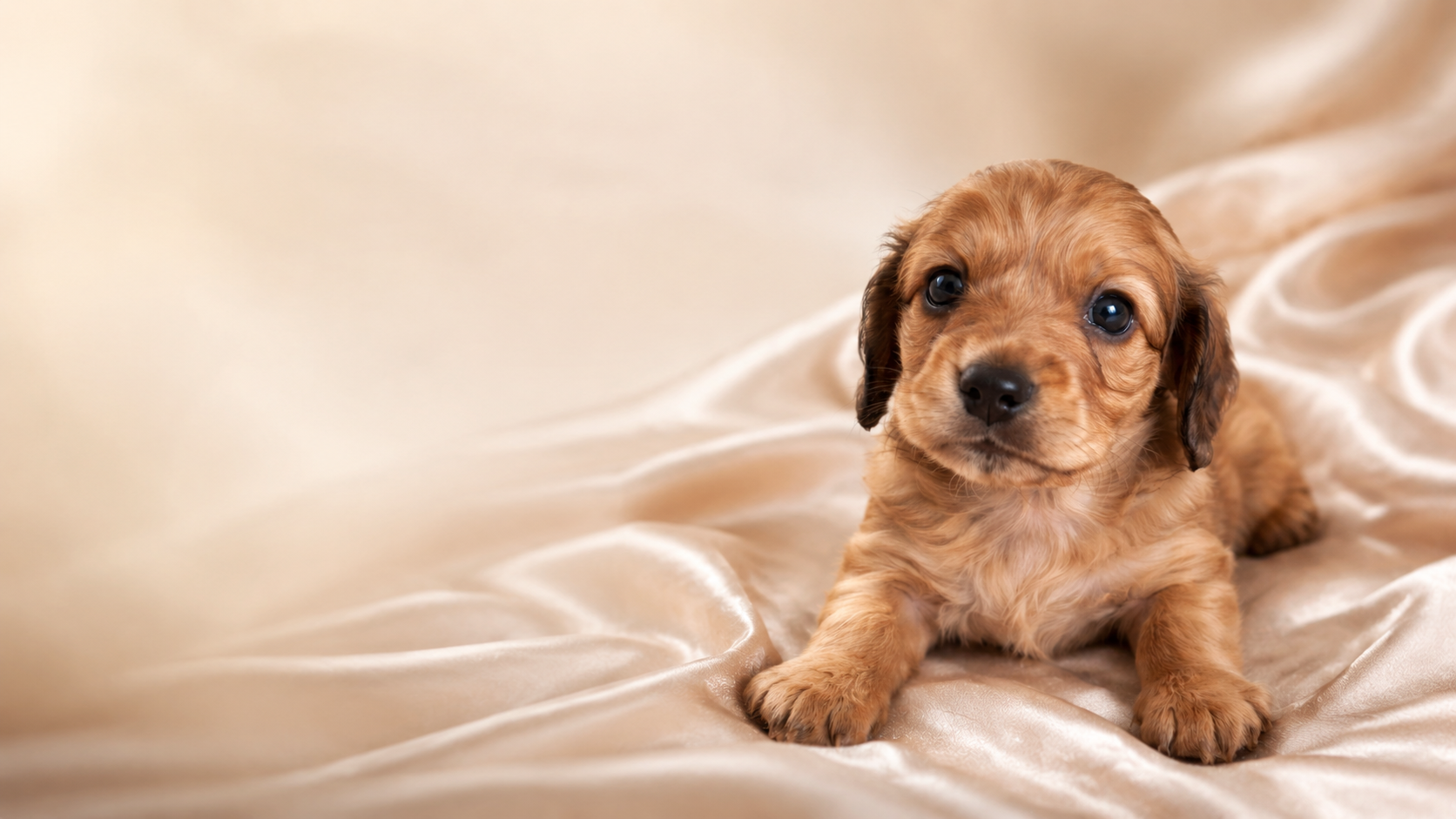 A red dachshund puppy resting on champagne satin